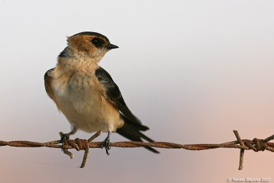 Red-rumped Swallow