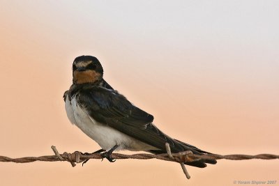 Barn Swallow