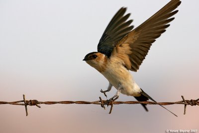 Red-rumped Swallow