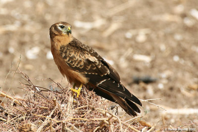 Montangu's Harrier