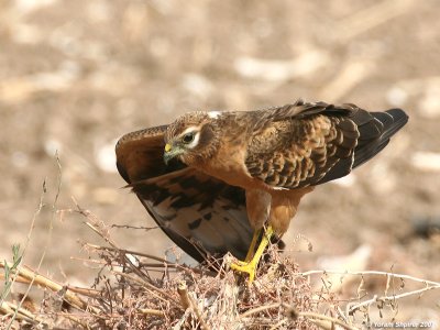 Montangu's Harrier