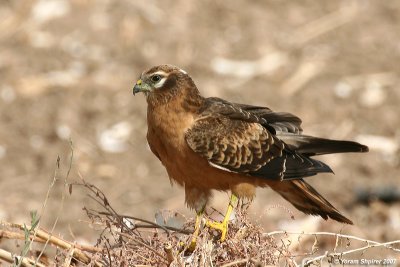 Montangu's Harrier