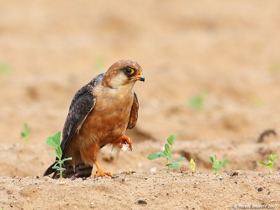 Red-footed Falcon 6299 (Female)