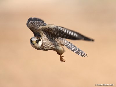 Red-footed Falcon (Juvenile)