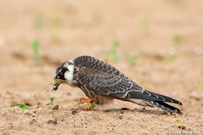 Red-footed Falcon (Juvenile)