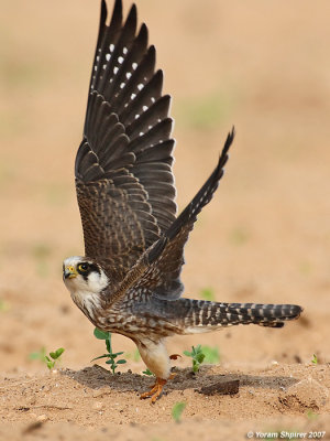 Red-footed Falcon (Juvenile)