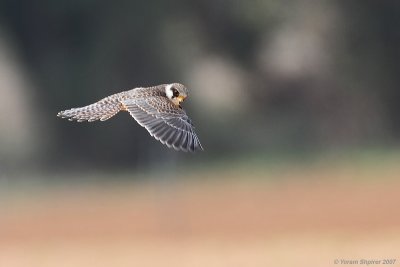 Red-footed Falcon (Juvenile)