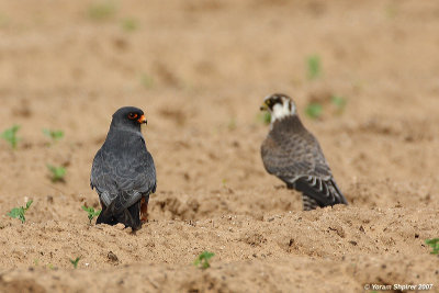Red-footed Falcon (Male+ Juvenile)