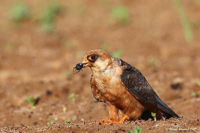 Red-footed Falcon (Female)