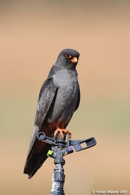 Red-footed Falcon (Male)