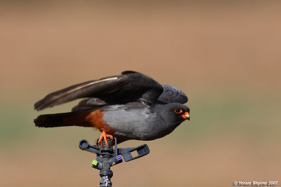 Red-footed Falcon (Male)