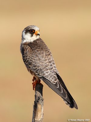 Red-footed Falcon (Juvenile)