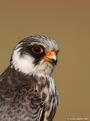 Red-footed Falcon (Juvenile)