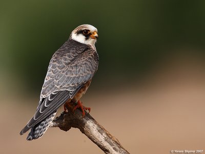 Red-footed Falcon (Juvenile)