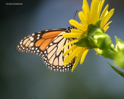 Butterfly_1
