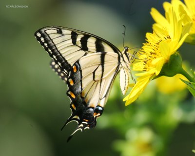 butterfly1.jpg