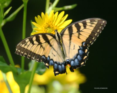 butterfly2.jpg