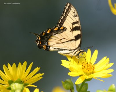 butterfly3.jpg