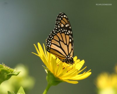 Butterfly_1