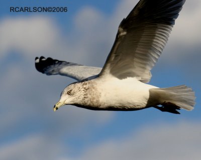 gull_0020.jpg