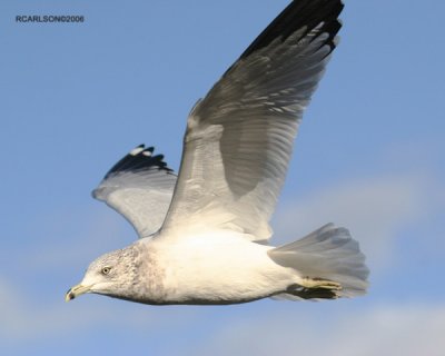 gull_0021.jpg