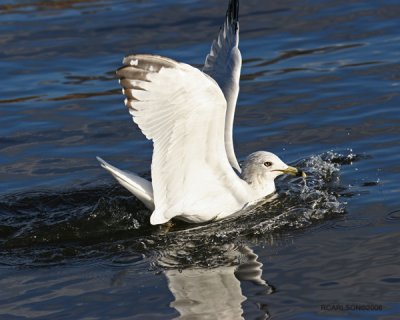 gull_0268.jpg