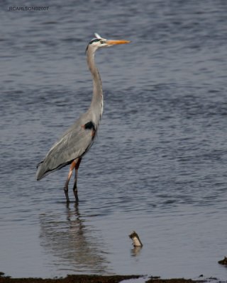 gallery_6