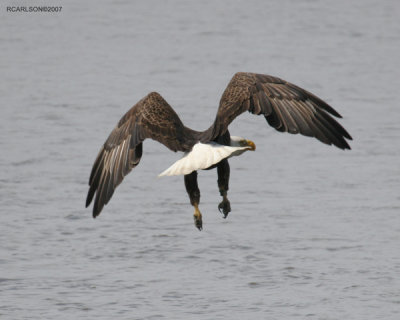 eagle_0025.jpg