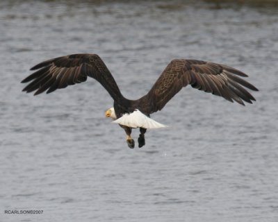 eagle_0029.jpg