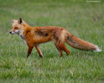 fox_0065.jpg