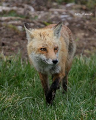 fox_0088.jpg