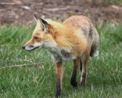 fox_0089.jpg
