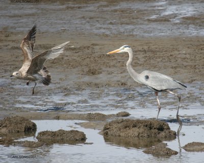 shorebirds_0136.jpg