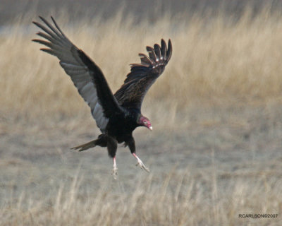 vulter_0228.jpg