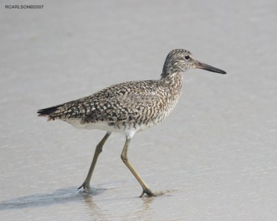bird_0078.jpg