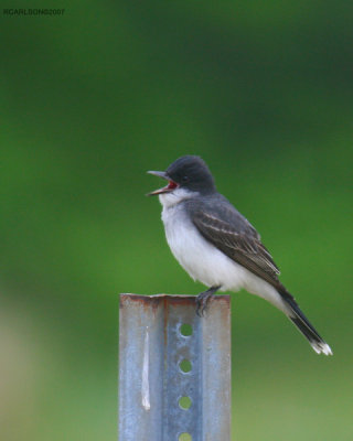 bird_0082.jpg