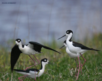 bird_0165.jpg