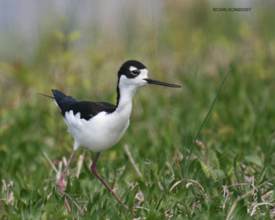 bird_0166.jpg
