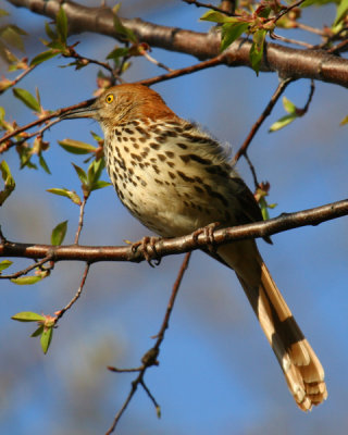 bird_0212.jpg
