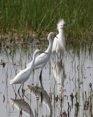 birds_0120.jpg