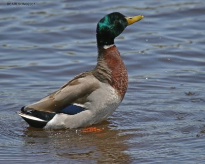 duck_0007.jpg