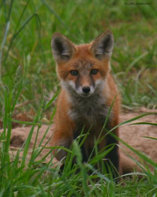 fox_0137.jpg