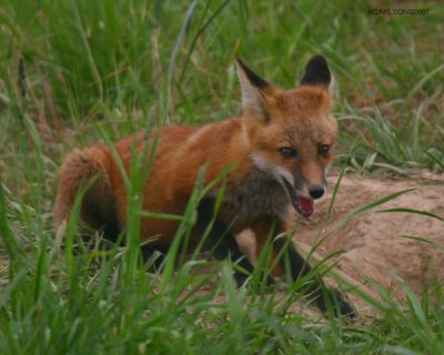 fox_0199.jpg
