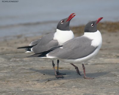 gulls_0279.jpg