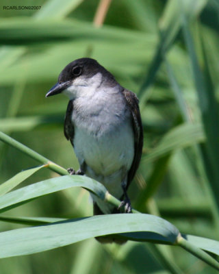 bird.jpg