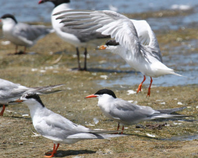 birds.jpg