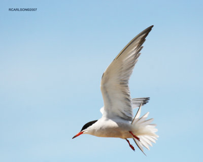 birds2.jpg