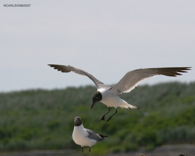 gulls.jpg