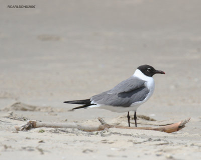 gulls2.jpg
