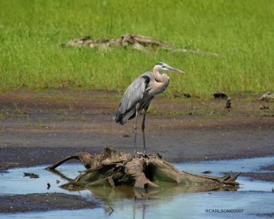 heron_0187.jpg